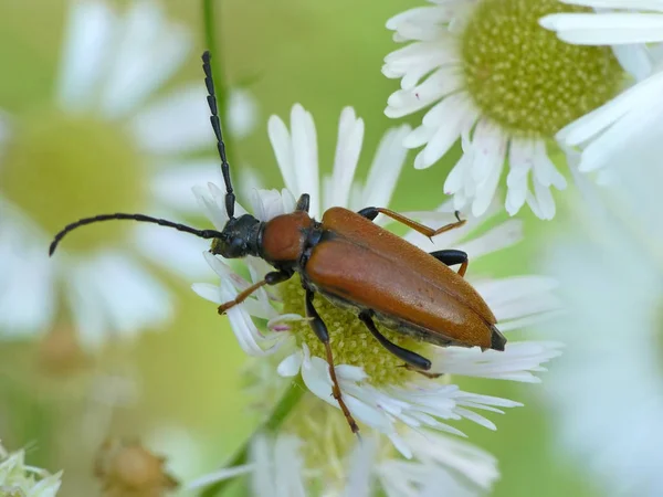 Owady Stictoleptura Rubra Owady Florze — Zdjęcie stockowe