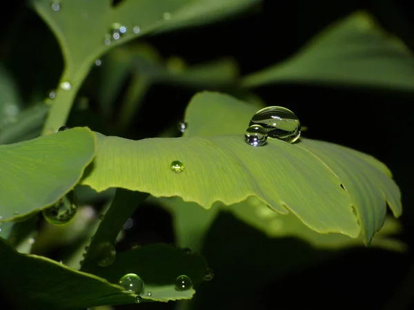 Ginkgo Feuilles Feuillage — Photo