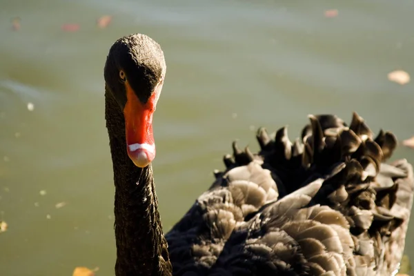 Vista Panorâmica Cisne Majestoso Natureza — Fotografia de Stock