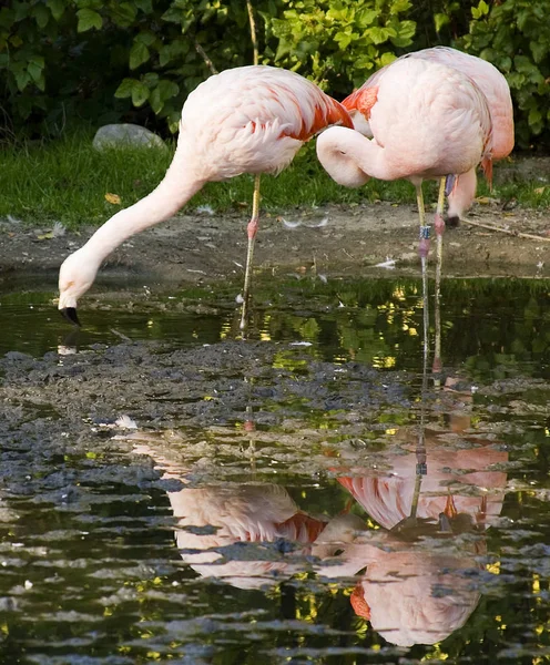 Fondo Aves Naturales Flamingo —  Fotos de Stock