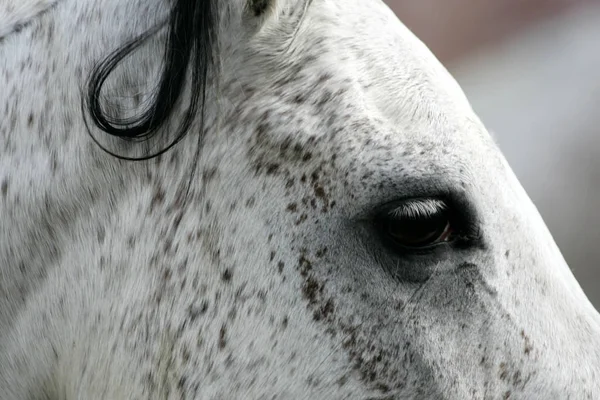 Cavalos Livre Durante Dia — Fotografia de Stock