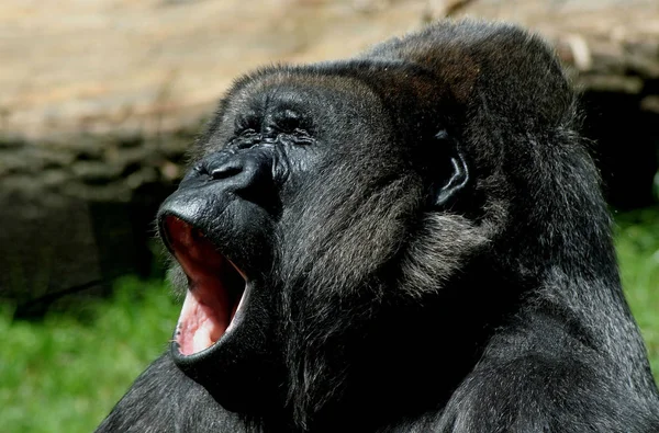Goril Hayvan Maymun Maymun Hayvan — Stok fotoğraf