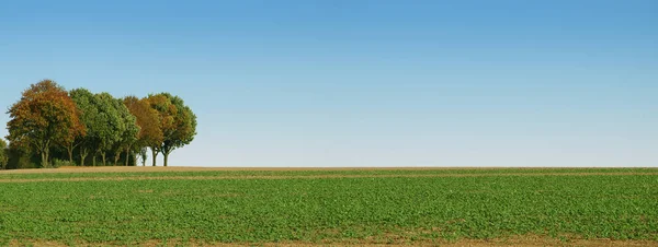 Platteland Landbouw Veld Landschap — Stockfoto