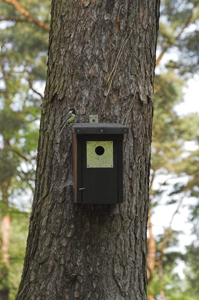 Malerische Ansicht Der Schönen Meise Vogel — Stockfoto