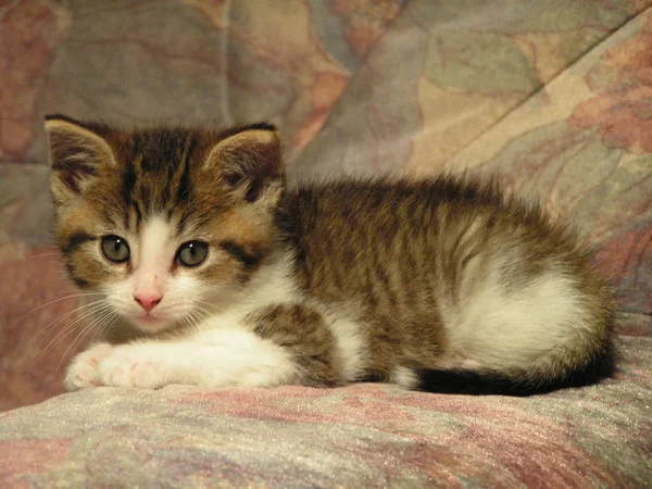 Animali Giovani Attenzione Selettiva — Foto Stock