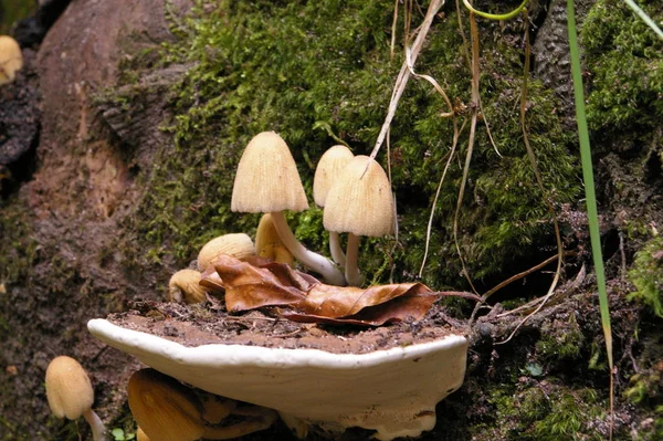 Paddestoelen Schimmelplanten Paddestoelen — Stockfoto