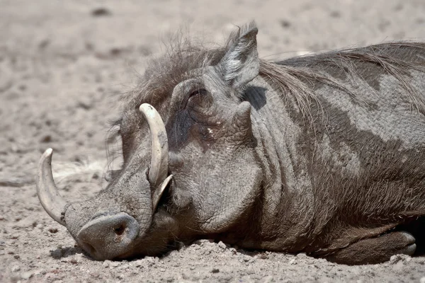 Dzika Świnia Rezerwacie Przyrody Moremi Delta Rzeki Okavango Park Narodowy — Zdjęcie stockowe