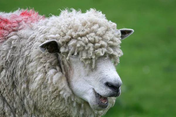 Domestic Livestock Farm Pasture — Stock Photo, Image