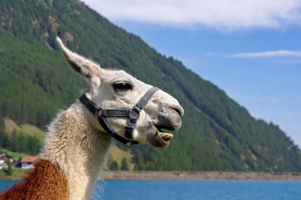 Lama Hayvan Komik Uzun Boyunlu Hayvan — Stok fotoğraf