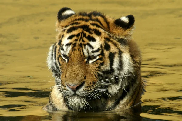 Αρπακτικό Αιλουροειδών Άγρια Τίγρη — Φωτογραφία Αρχείου