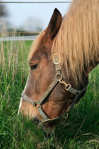 現場にいる馬は — ストック写真