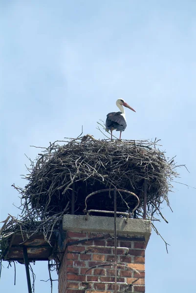 自然界の美しいコウノトリの風景 — ストック写真