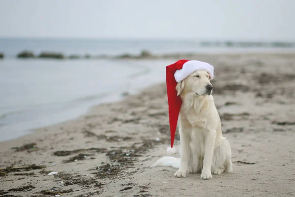 Pies Czapce Świętego Mikołaja Plaży — Zdjęcie stockowe
