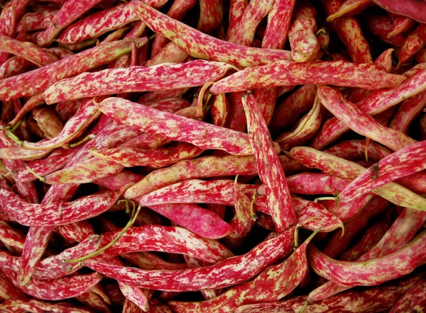 italian borlotto (also called devil\'s tongue) is an italian delicacy bean are with red spotted,tender green pods during cooking. she has long been grown for their marbled cores. the dry beans are originally au