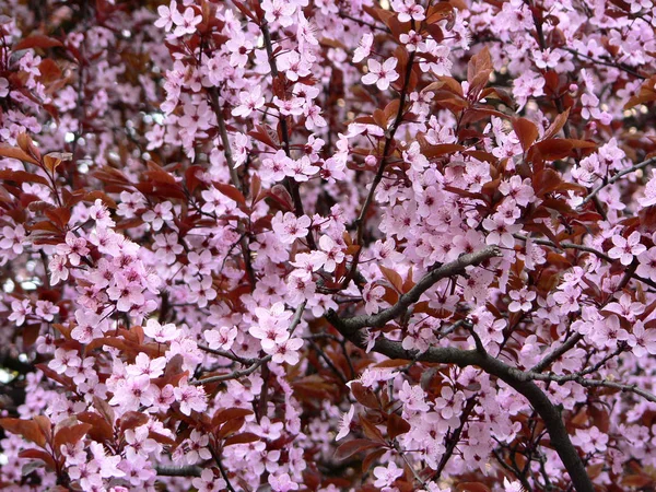 Mooie Bloemen Bloemige Concept Natuur Achtergrond — Stockfoto