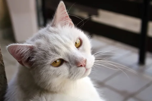 Portret Van Een Schattige Kat — Stockfoto