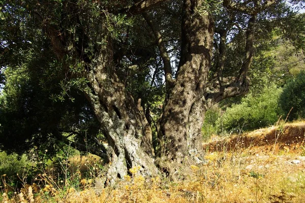 Природа Флора Оливковые Деревья — стоковое фото