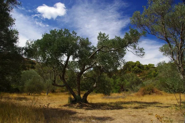 Nature Flora Olive Trees — Stock Photo, Image