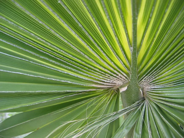 Palm Tree Background Copy Space — Stock Photo, Image