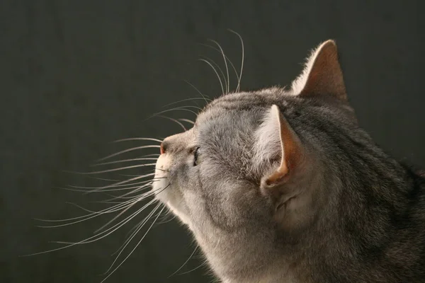 Ritratto Gatto Carino — Foto Stock