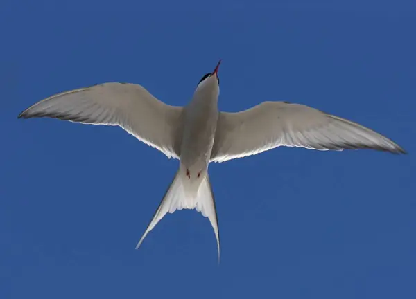 Gaivota Voando Céu — Fotografia de Stock