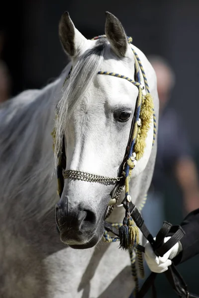 Säugetier Pferd Reinrassig — Stockfoto