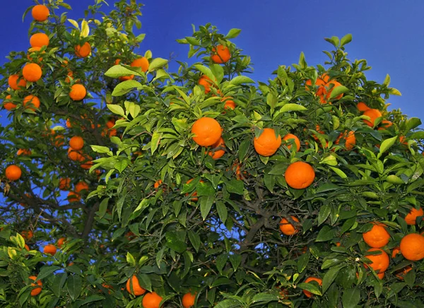 Strom Pomerančovými Citrusovými Plody — Stock fotografie