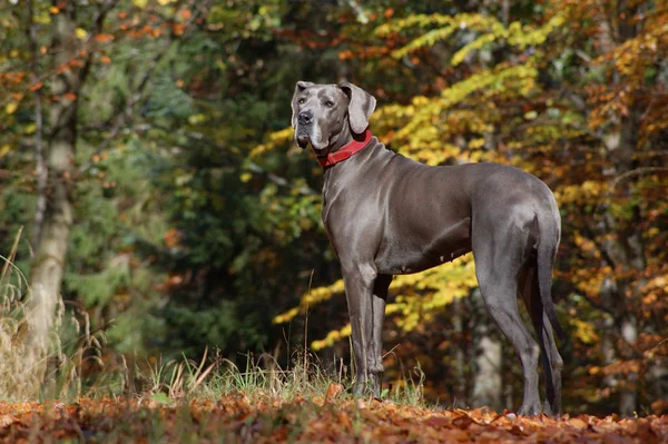 Chien Mastiff Allemand Ans Bleu — Photo