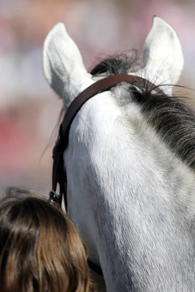 Chevaux Extérieur Jour — Photo