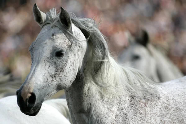 Arab Mare Cabeça Retrato — Fotografia de Stock