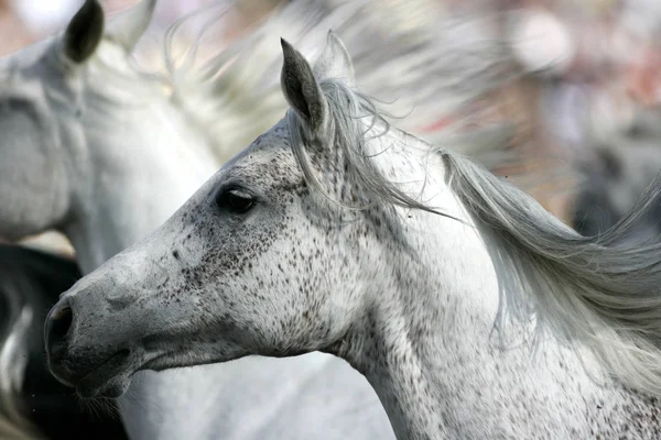 Cavalos Livre Durante Dia — Fotografia de Stock