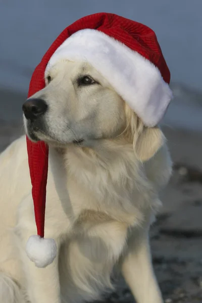 Schilderachtig Uitzicht Kerstvakantie — Stockfoto