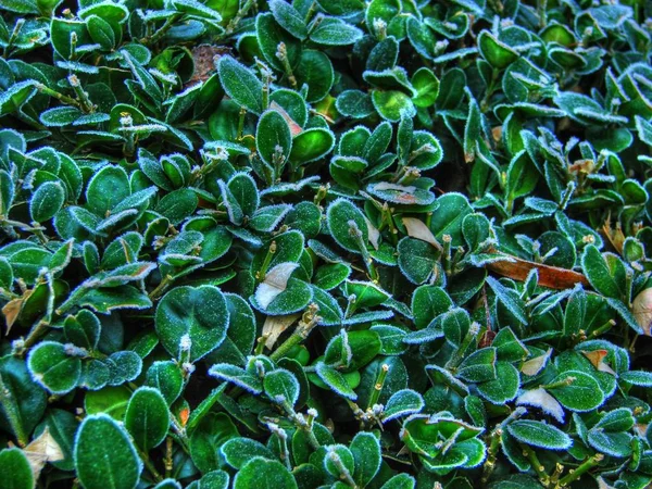 Зеленое Растение Саду — стоковое фото
