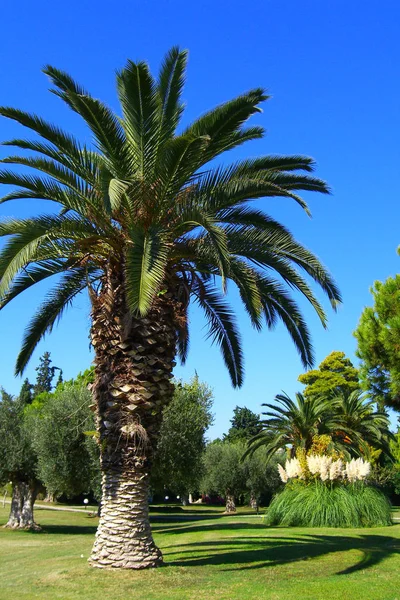 Palm Trees Beach — Stock Photo, Image