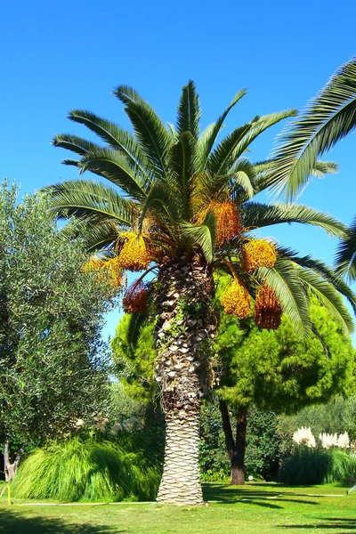 Palmbomen Het Park — Stockfoto