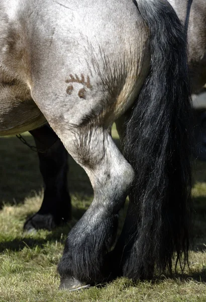 Cavalos Livre Durante Dia — Fotografia de Stock