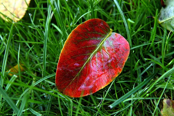 Feuille Unique Sur Prairie — Photo