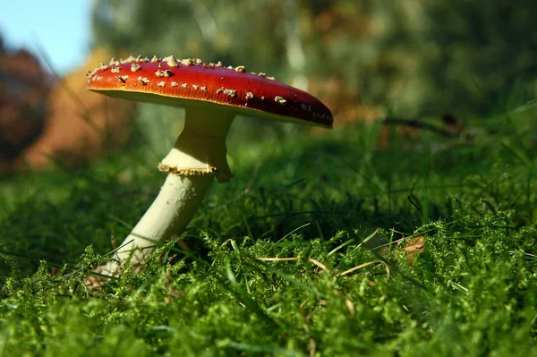 Κόκκινο Toadstool Ανήκει Στην Ομάδα Των Δηλητηριωδών Μυκήτων — Φωτογραφία Αρχείου