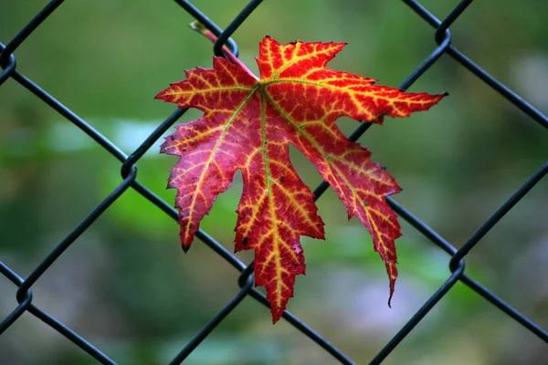 色とりどりの紅葉が美しい — ストック写真