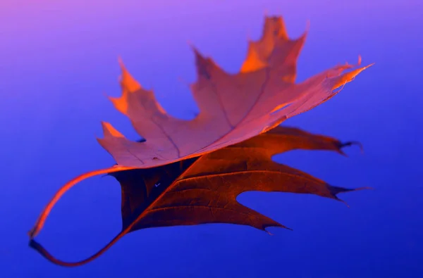 Krásné Barevné Podzimní Listí — Stock fotografie