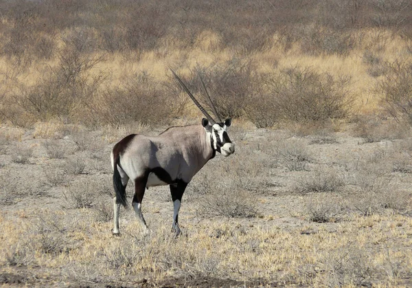 Dzikie Zwierzę Oryx Antelope Przyroda — Zdjęcie stockowe