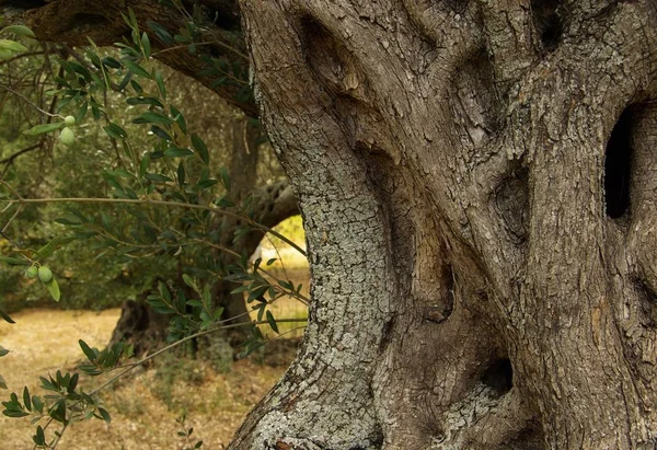 Natura Flora Ulivi — Foto Stock