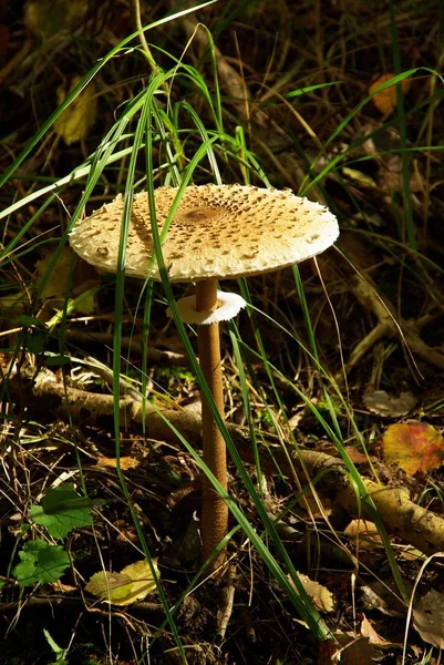 Pilze Pilze Waldpflanzen Botanik Und Flora — Stockfoto