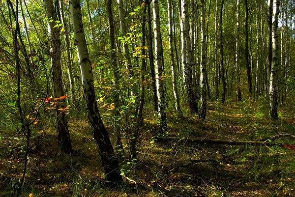 Bela Paisagem Floresta — Fotografia de Stock