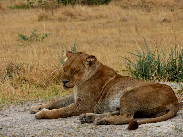 Lioness Animal Wild Big Cat — Stock Photo, Image