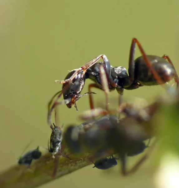 自然界における昆虫の密接な眺め — ストック写真