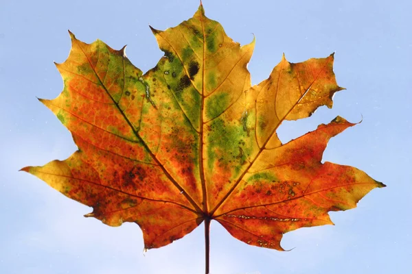 Hermoso Follaje Colorido Otoño — Foto de Stock