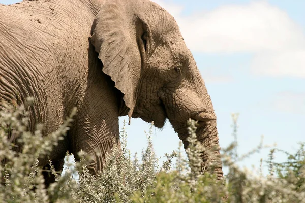 Afrikanisches Säugetier Elefant — Stockfoto