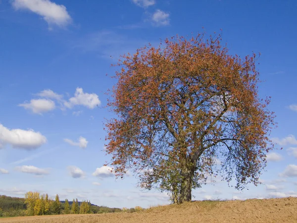 Atmosfera Autumnal Foco Seletivo — Fotografia de Stock