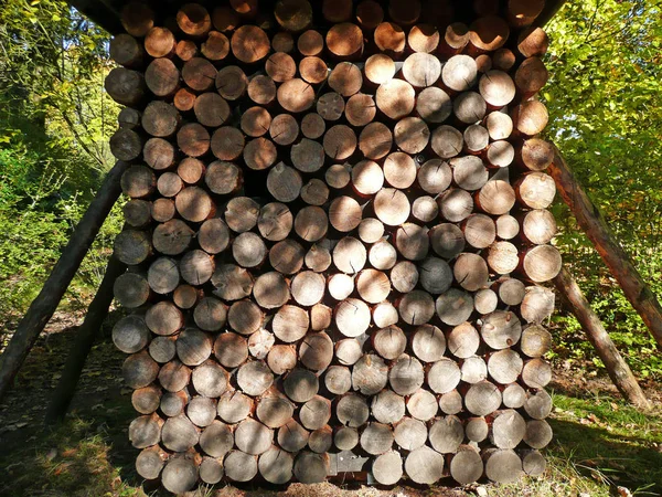 Firewood Tree Wood Trunks — Stock Photo, Image